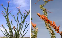 Plantas nativas de Coahuila; el ocotillo, esencial para la arquitectura del desierto