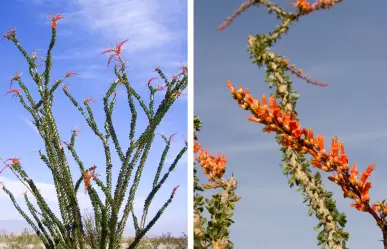 Plantas nativas de Coahuila; el ocotillo, esencial para la arquitectura del desierto