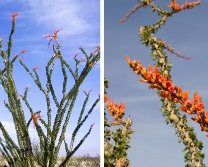Plantas nativas de Coahuila; el ocotillo, esencial para la arquitectura del desierto