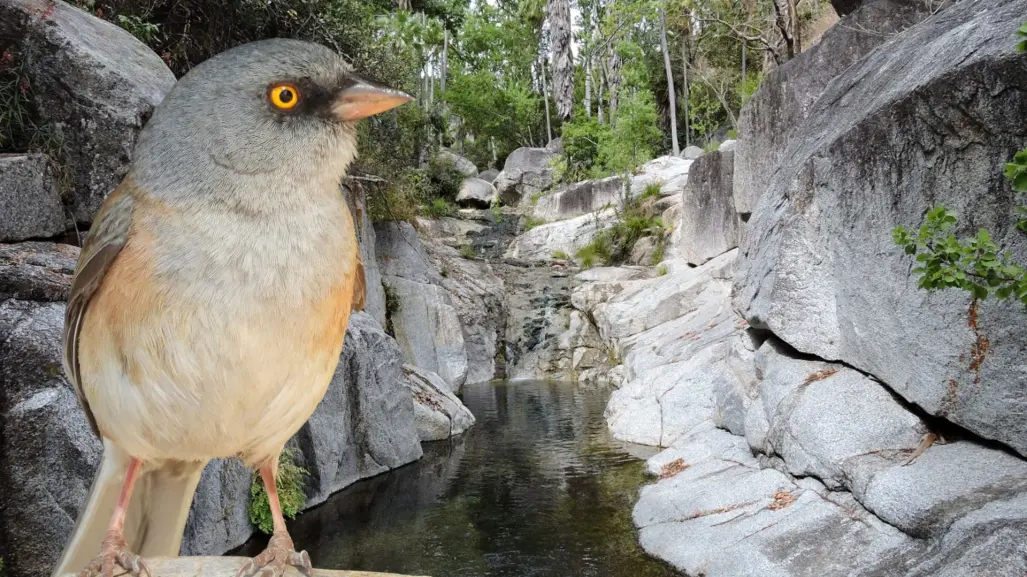 Estas dos especies únicas solo existen en la Sierra la Laguna en BCS