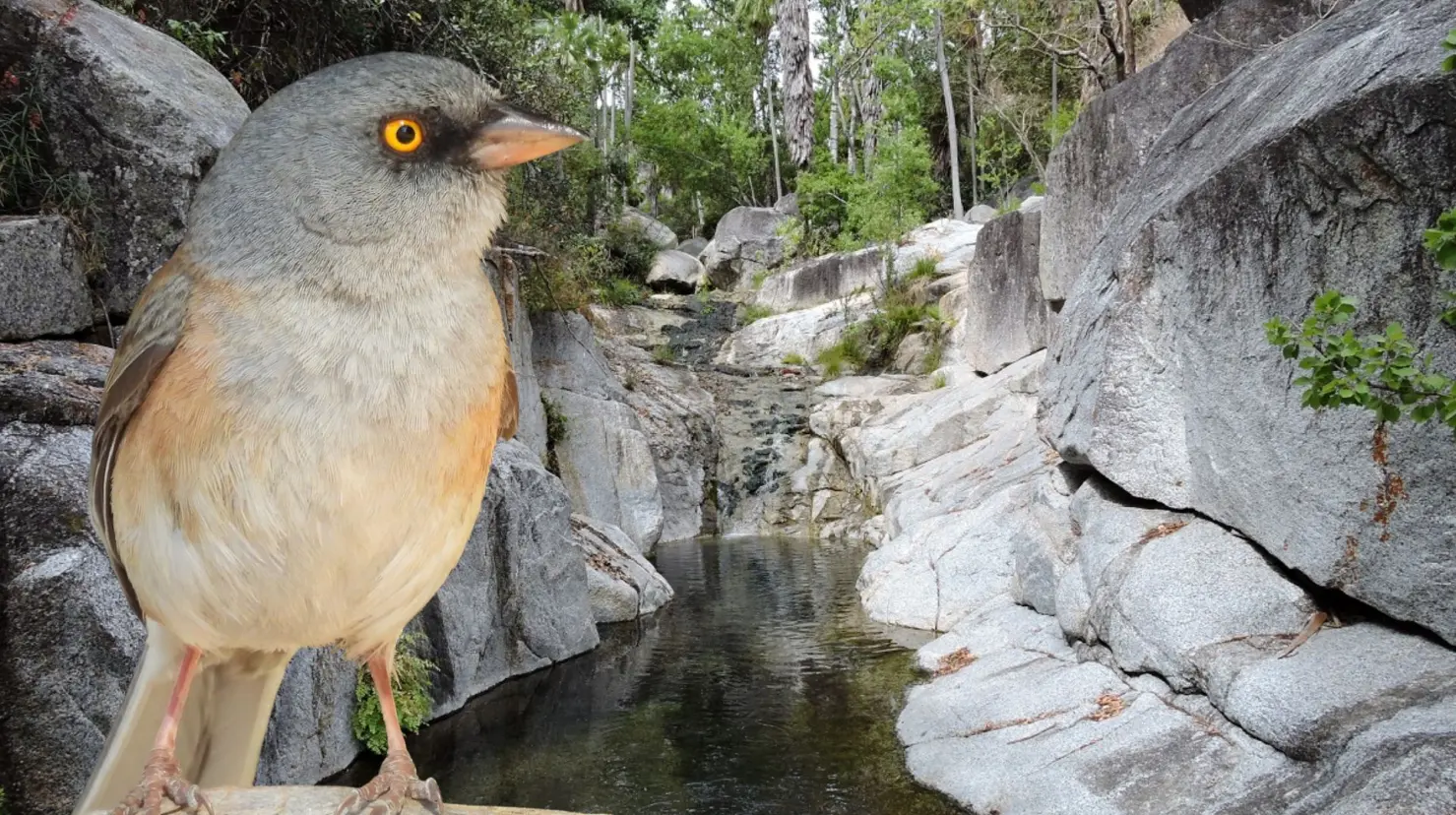 Foto: CONANP | Foto: INaturalist