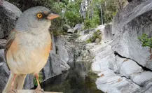 Estas dos especies únicas solo existen en la Sierra la Laguna en BCS