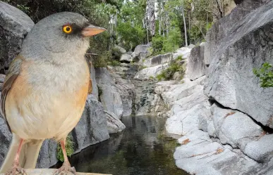 Estas dos especies únicas solo existen en la Sierra la Laguna en BCS