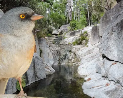 Estas dos especies únicas solo existen en la Sierra la Laguna en BCS