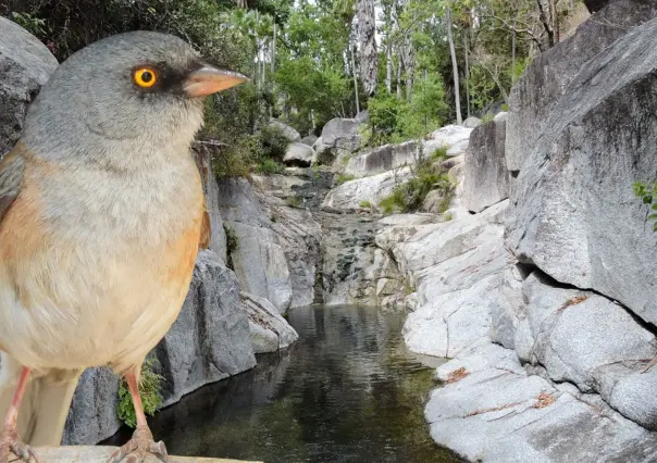 Estas dos especies únicas solo existen en la Sierra la Laguna en BCS