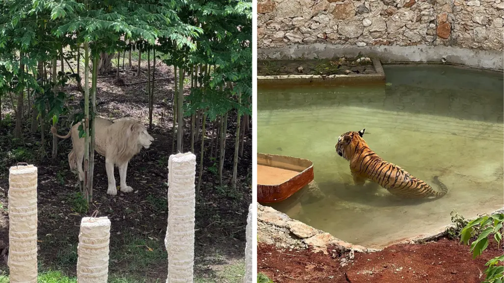 Conoce el Felinario Balam Balam, la nueva atracción de Animaya en Mérida