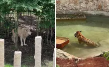 Conoce el Felinario Balam Balam, la nueva atracción de Animaya en Mérida