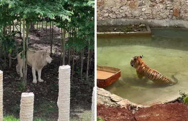 Conoce el Felinario Balam Balam, la nueva atracción de Animaya en Mérida