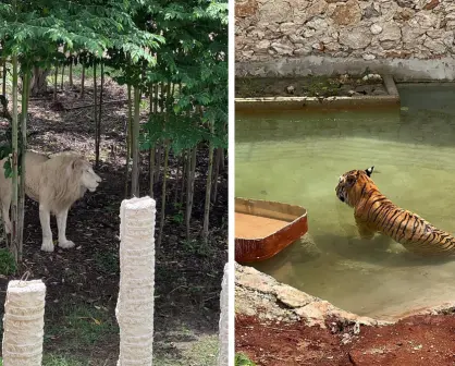 Conoce el Felinario Balam Balam, la nueva atracción de Animaya en Mérida