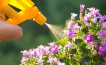 Guía práctica para hacer un fertilizante casero con 3 ingredientes de cocina