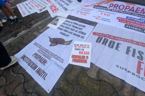 Colectivos piden desaparecer Propaem: ¿por qué acusan fallas contra maltrato animal?