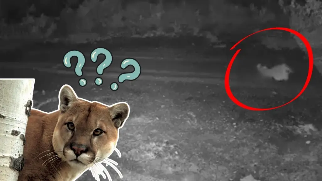 VIDEO | Puma que cazó a gato en Monterrey reaparece ahora en El Barrial