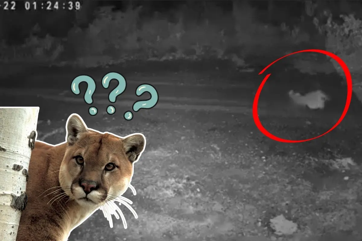 Un puma fue grabado nuevamente durante la madrugada en el sur de Monterrey, generando alerta entre habitantes y especialistas en fauna silvestre. Foto: Cortesía / CANVA