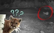 VIDEO | Puma que cazó a gato en Monterrey reaparece ahora en El Barrial
