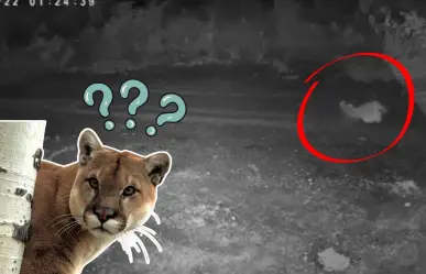 VIDEO | Puma que cazó a gato en Monterrey reaparece ahora en El Barrial