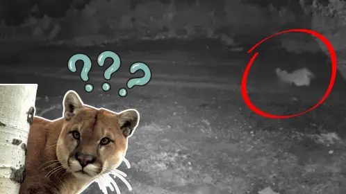 VIDEO | Puma que cazó a gato en Monterrey reaparece ahora en El Barrial