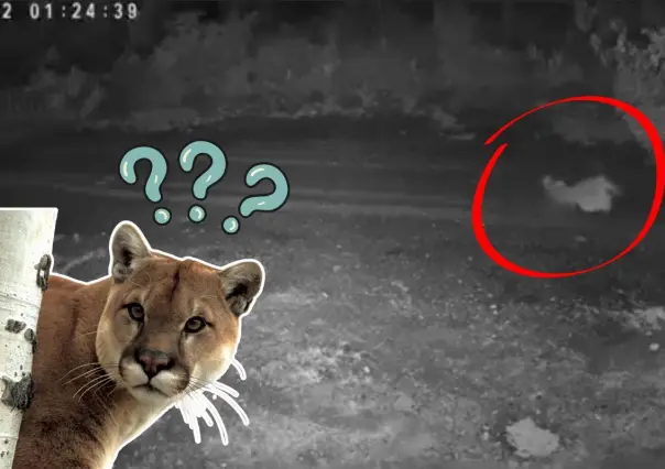 VIDEO | Puma que cazó a gato en Monterrey reaparece ahora en El Barrial