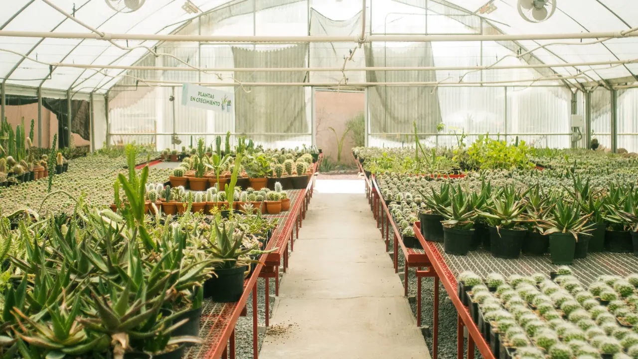 En viveros como el de Metepec, el aserrín sustituye a la tierra para fortalecer el crecimiento de árboles destinados a la reforestación en el Edomex. Foto: Canva
