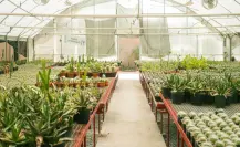 El material nativo del Edomex que ayuda a proteger raíces de árboles en áreas reforestadas