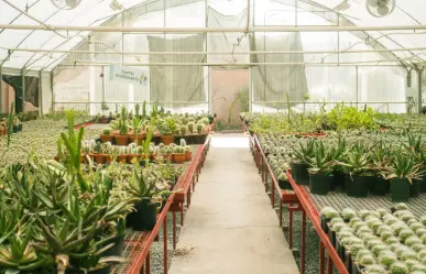 El material nativo del Edomex que ayuda a proteger raíces de árboles en áreas reforestadas