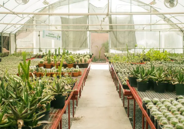 El material nativo del Edomex que ayuda a proteger raíces de árboles en áreas reforestadas