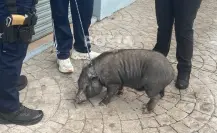 Confunden en Durango a tierna mascota con un animal salvaje