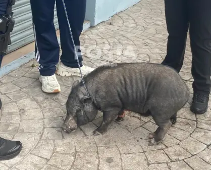 Confunden en Durango a tierna mascota con un animal salvaje