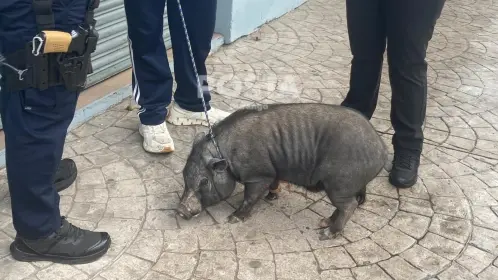 Confunden en Durango a tierna mascota con un animal salvaje