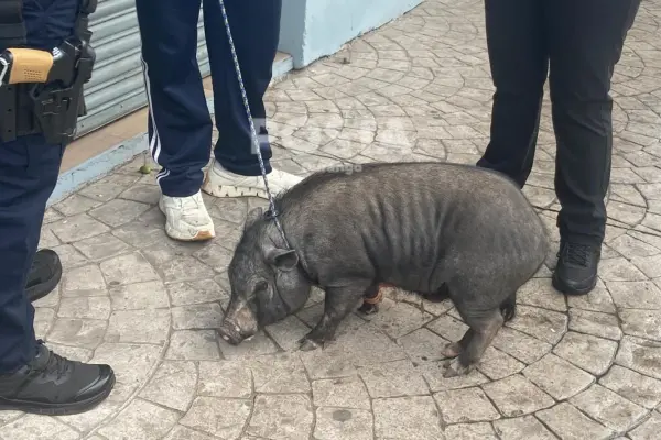 Confunden en Durango a tierna mascota con un animal salvaje