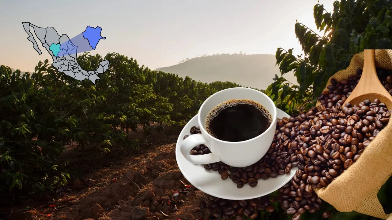 Café Arábiga de Durango | Foto: imagen ilustrativa - Canva