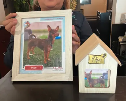 Plan previsor funerario para mascotas en Durango: precios y beneficios