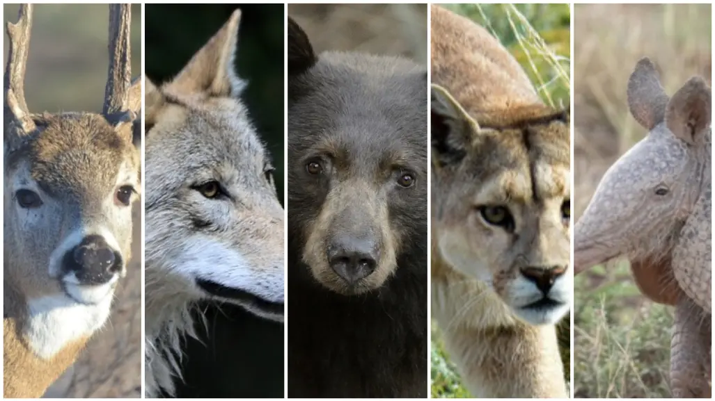 5 mamíferos nativos de Durango que habitan en su extenso bosque