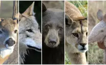 5 mamíferos nativos de Durango que habitan en su extenso bosque