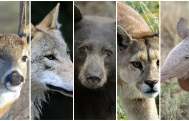 5 mamíferos nativos de Durango que habitan en su extenso bosque