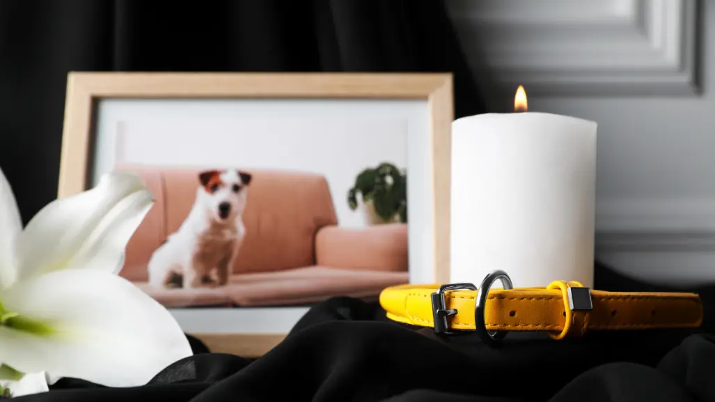 ¿Qué tipo de mascotas pueden ser cremadas en un plan funerario?