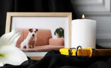 ¿Qué tipo de mascotas pueden ser cremadas en un plan funerario?