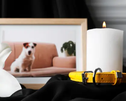 ¿Qué tipo de mascotas pueden ser cremadas en un plan funerario?