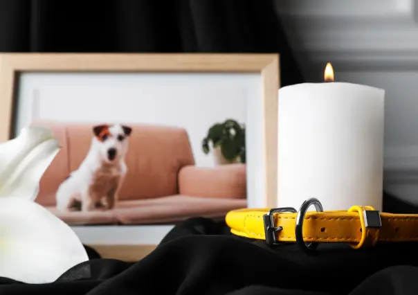 ¿Qué tipo de mascotas pueden ser cremadas en un plan funerario?