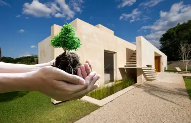 ¿Un material de construcción hecho con árbol? Así es el sorprendente Chukum yucateco
