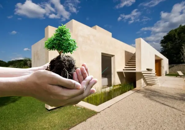 ¿Un material de construcción hecho con árbol? Así es el sorprendente Chukum yucateco
