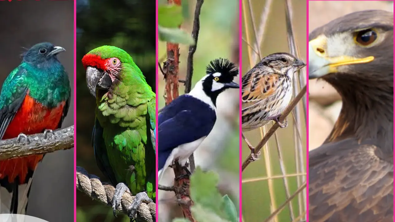 Estas increíbles aves de Durango habitan en el extenso bosque. Foto: Especial.