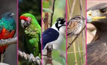 5 aves nativas de Durango que habitan en su inmenso bosque
