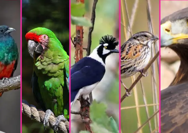 5 aves nativas de Durango que habitan en su inmenso bosque