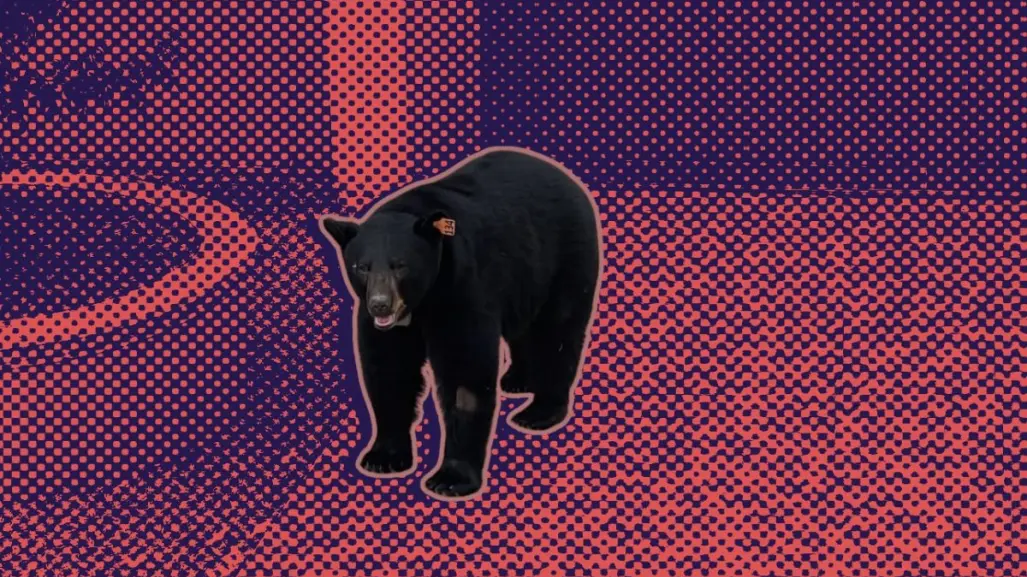 ¿Cuál es el oso #134 de Nuevo León?