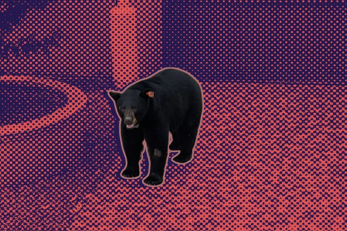 El oso negro identificado como el ejemplar 134 volvió a ser capturado este sábado 28 de junio en el municipio de Allende, Nuevo León. Foto: Parques y Vida Silvestre
