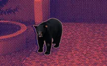¿Cuál es el oso #134 de Nuevo León?