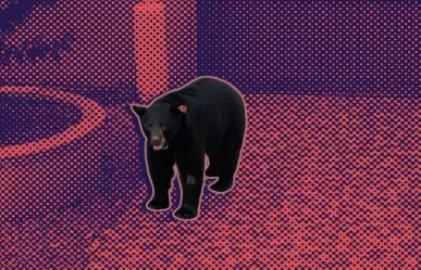 ¿Cuál es el oso #134 de Nuevo León?