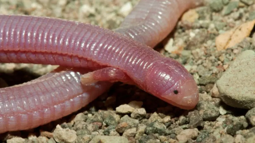 Foto: Travis W. Reeder / INaturalist