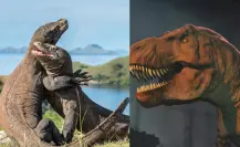 Este animal nativo de Tamaulipas es el último “dinosaurio viviente”, según expertos