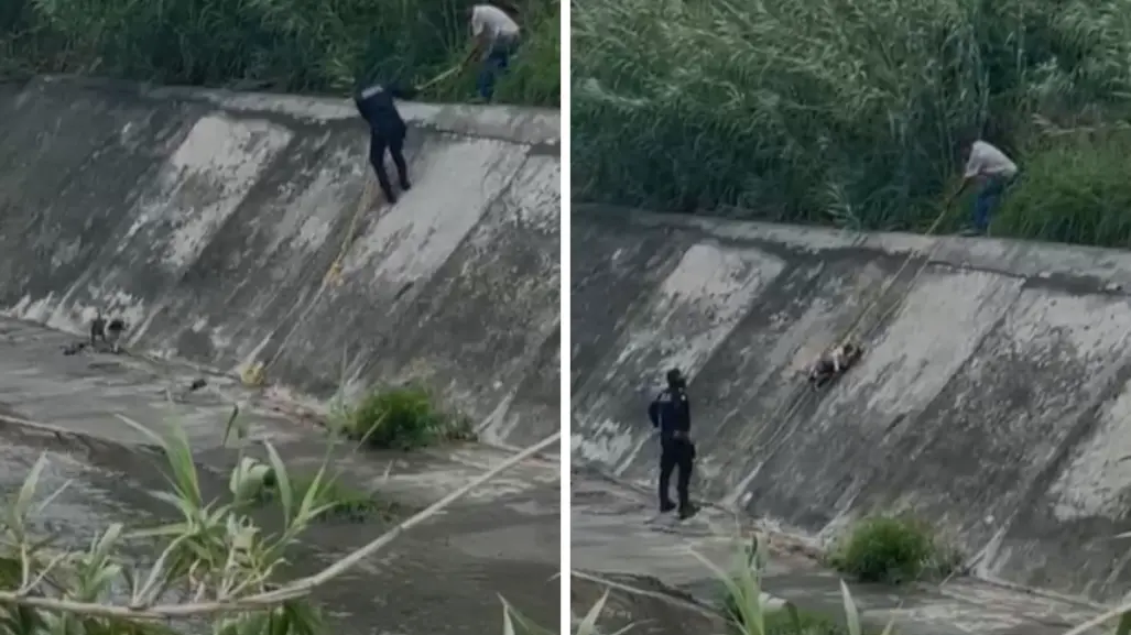 Tras lluvias, rescatan a perrito en el arroyo La Talaverna I VIDEO